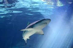 Killikus&reg; Fotographie